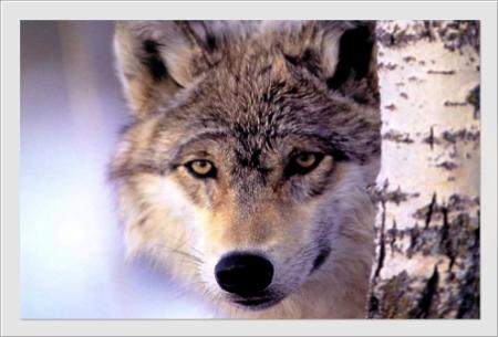 le regard du loup